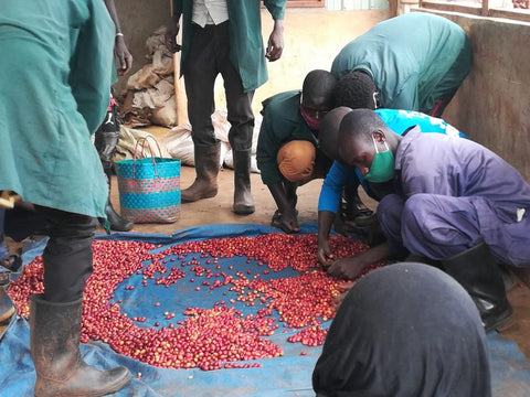 Uganda White Nile - Natural (Light Roast)