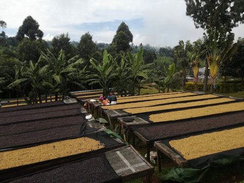 Uganda White Nile - Natural (Light Roast)