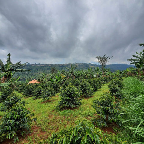 Uganda White Nile - Natural (Light Roast)