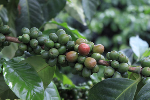 Uganda White Nile - Natural (Light Roast)