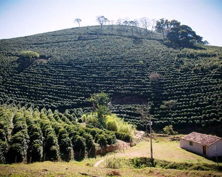 Brazil Sul de Minas (Medium-Dark) - Discounted