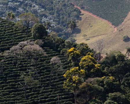 Brazil Sul de Minas (Medium-Dark) - Discounted