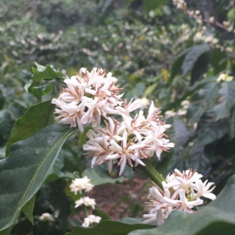 Low Tide Decaf (Dark)