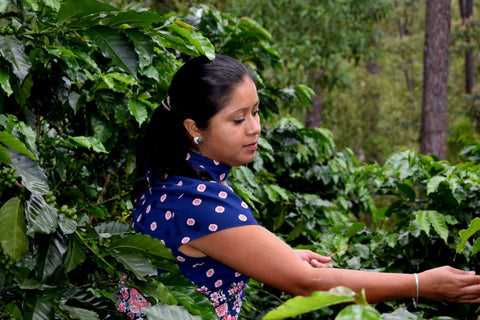 Honduras (Dark)