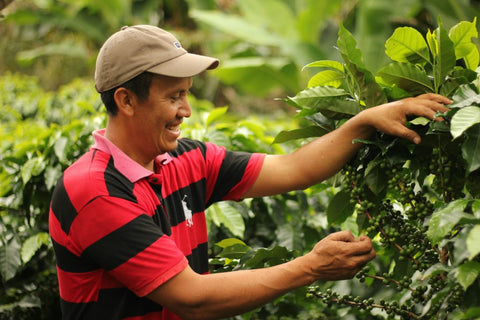 Honduras (Dark)