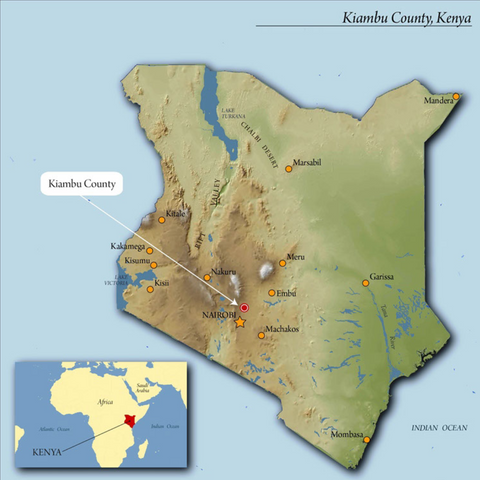 Kenya Kiambu (Medium)